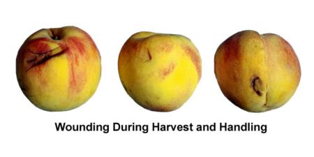 Wounding During Harvest & Handling